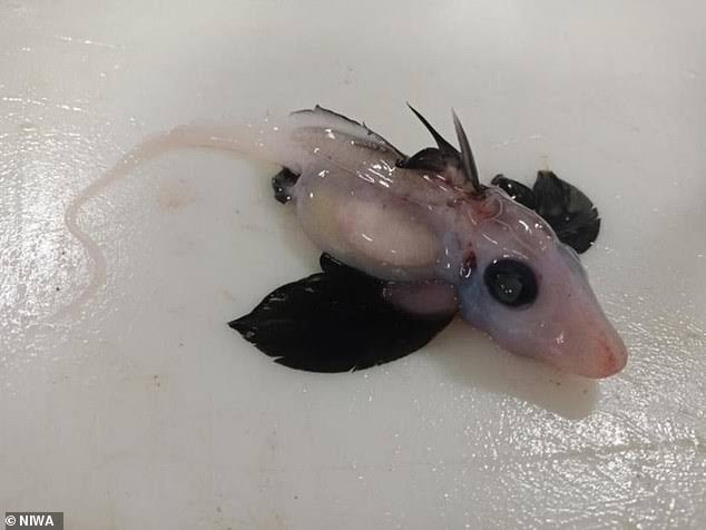 Scientists discover rare baby ghost shark in New Zealand 