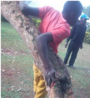 19-year-old man nailed to a tree for allegedly stealing radio 