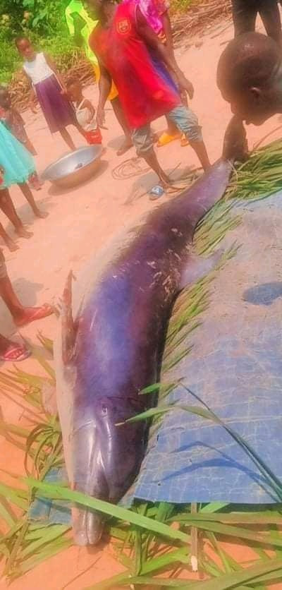 Fishermen catch dolphin in Bayelsa community