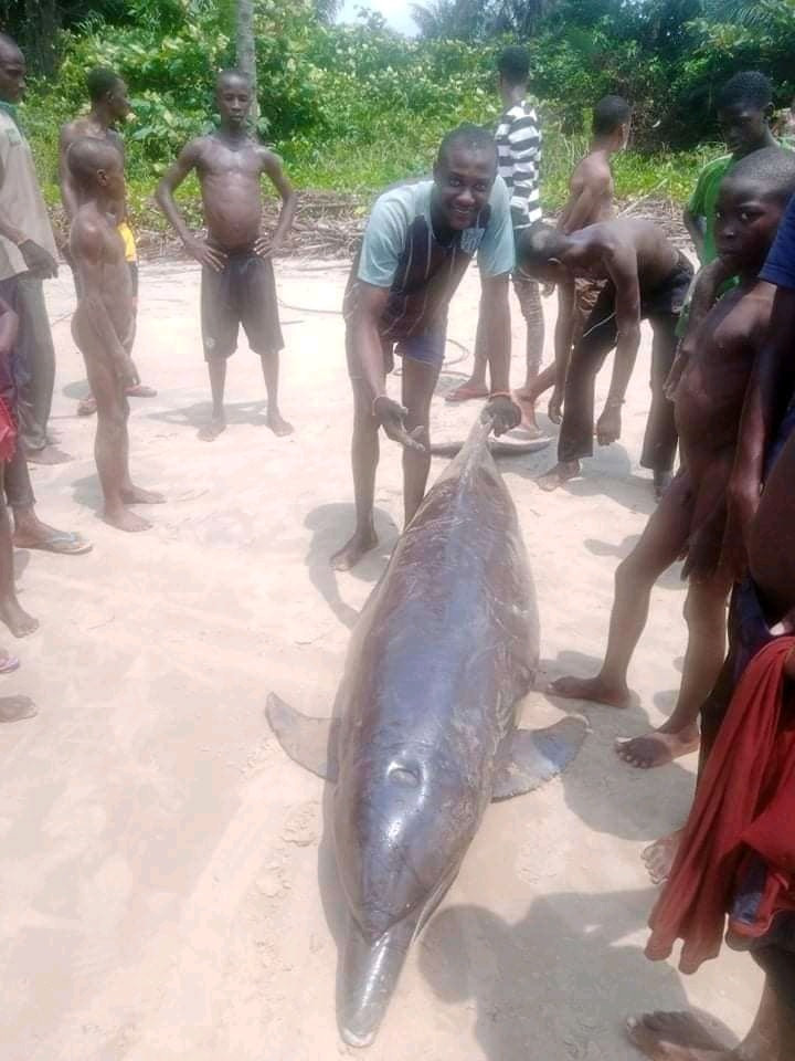 Fishermen catch dolphin in Bayelsa community