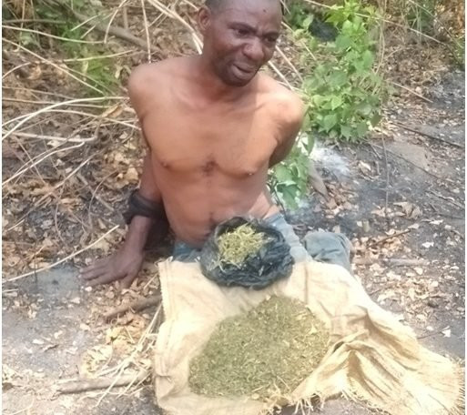 NDLEA destroys 255 hectares of Indian hemp plantations worth N900m in Ondo, arrests 13 suspects 