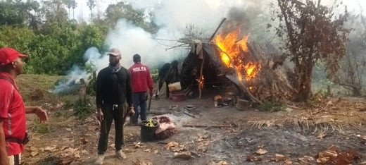 NDLEA destroys 255 hectares of Indian hemp plantations worth N900m in Ondo, arrests 13 suspects 