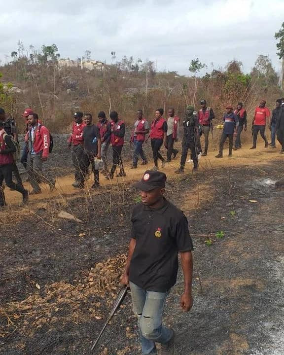 NDLEA destroys 255 hectares of Indian hemp plantations worth N900m in Ondo, arrests 13 suspects 