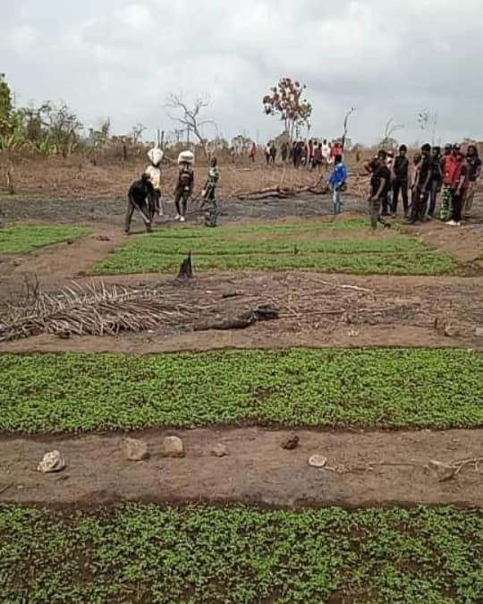 NDLEA destroys 255 hectares of Indian hemp plantations worth N900m in Ondo, arrests 13 suspects 