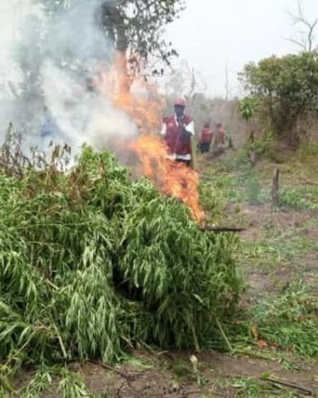 NDLEA destroys 255 hectares of Indian hemp plantations worth N900m in Ondo, arrests 13 suspects 