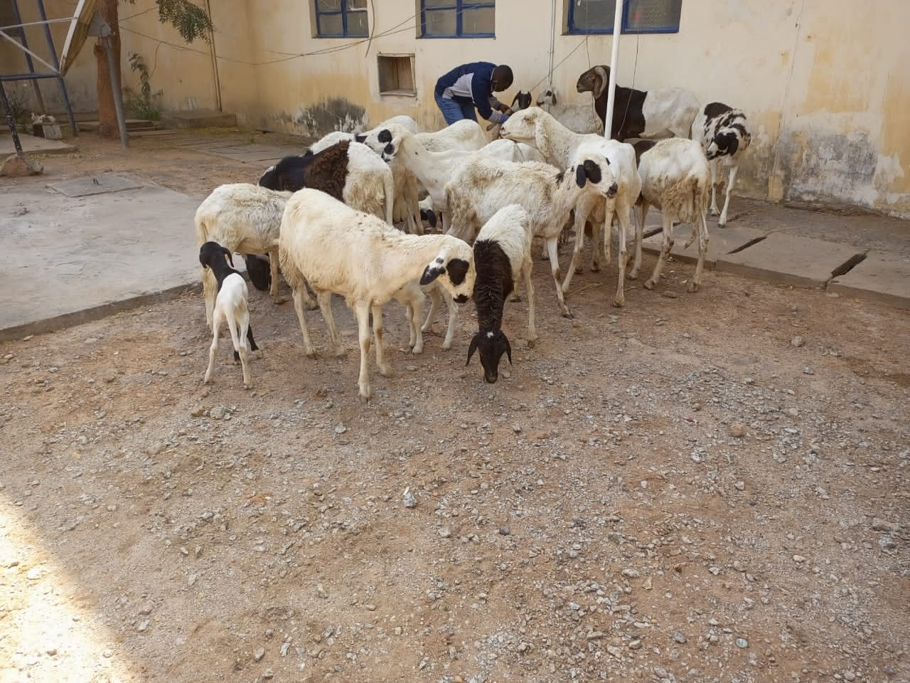 Police bust notorious burglary syndicate, arrest suspected thieves, drug dealers and brigands with dangerous weapons in Katsina 