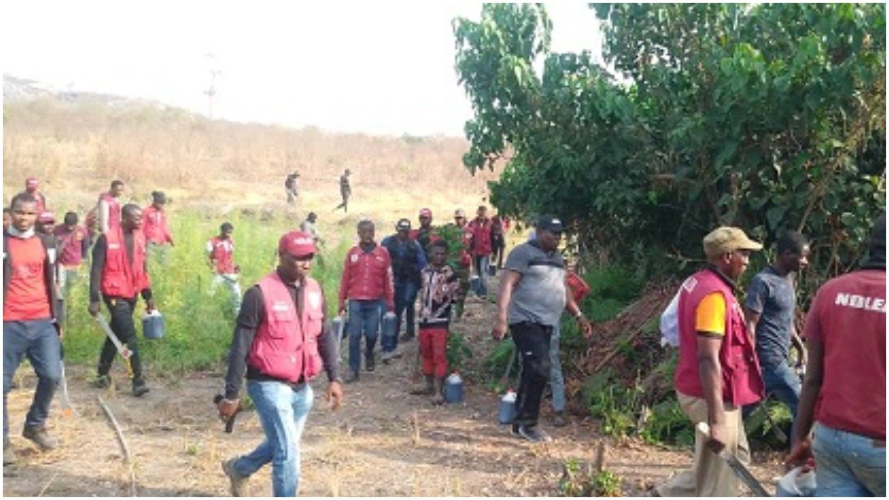 NDLEA destroys 255 hectares of Indian hemp plantations worth N900m in Ondo, arrests 13 suspects 