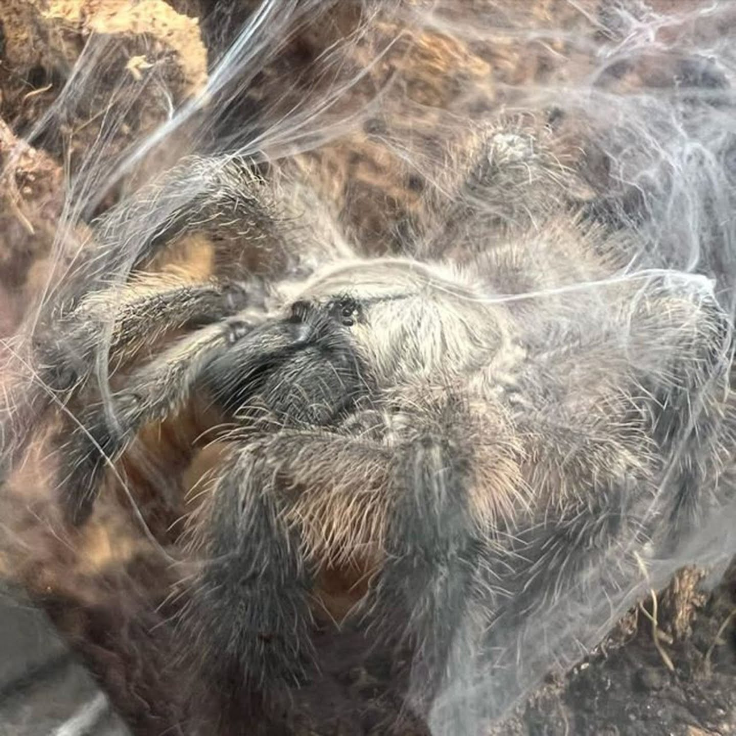 Man obsessed with spiders gives his 120 spiders a bedroom of their own (photos)