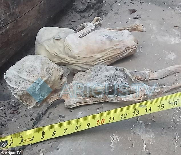 Mummified remains of premature babies dating back more than 100 years are found by workers while renovating former orphanage in Russia (photos) 