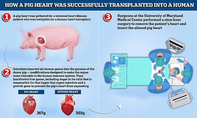 Ex-convict who became the first ever patient to receive transplant of genetically-altered Pig heart dies two months later 