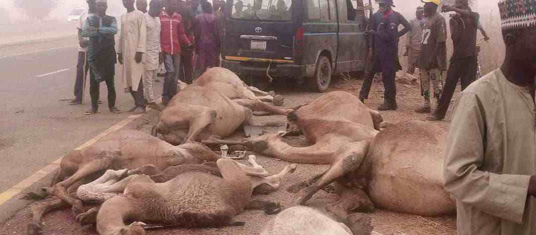 Two persons, 18 camels killed in fatal accident in Bauchi 